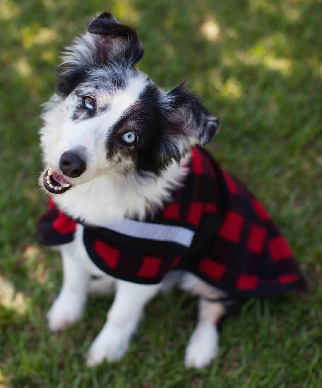 Expression "Buffalo Check" Fleece Dog Rug