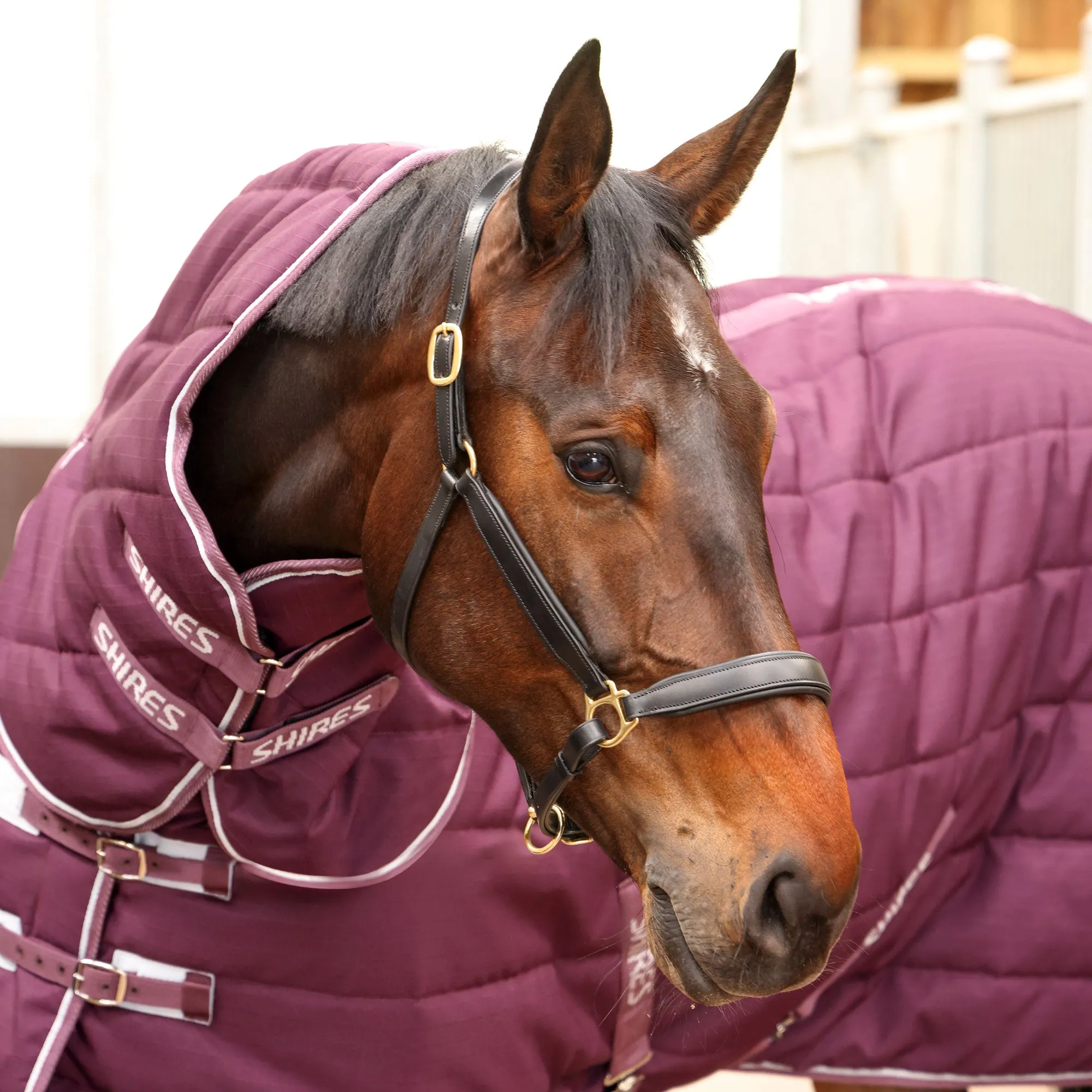 Shires Tempest Original 300g Stable Rug & Neck